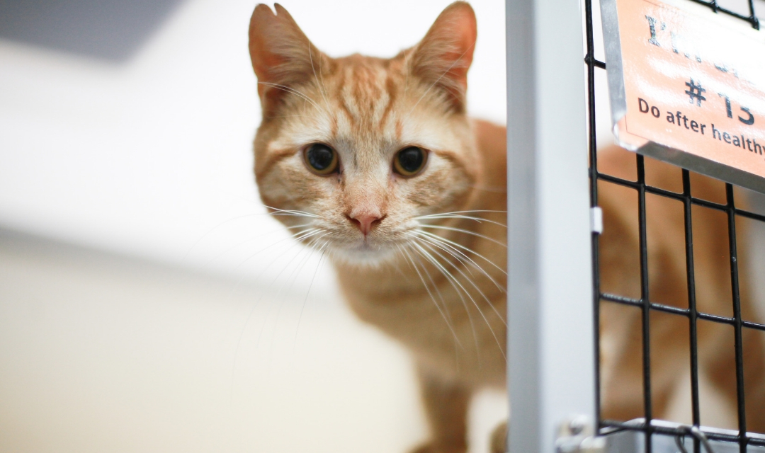 Image of young orange cat looking at camera from its cage