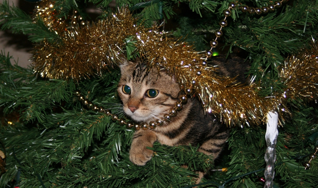 Cat looking out from inside Christmas tree