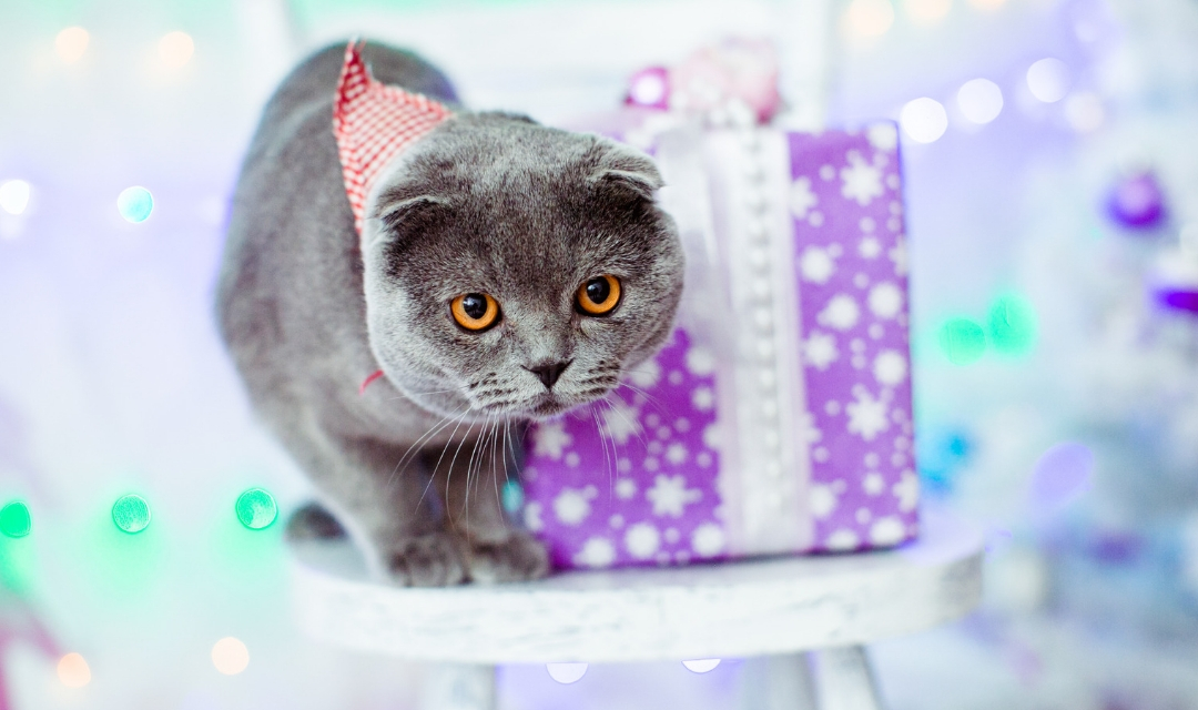 Grey cat in bandana in front of purple Christmas present