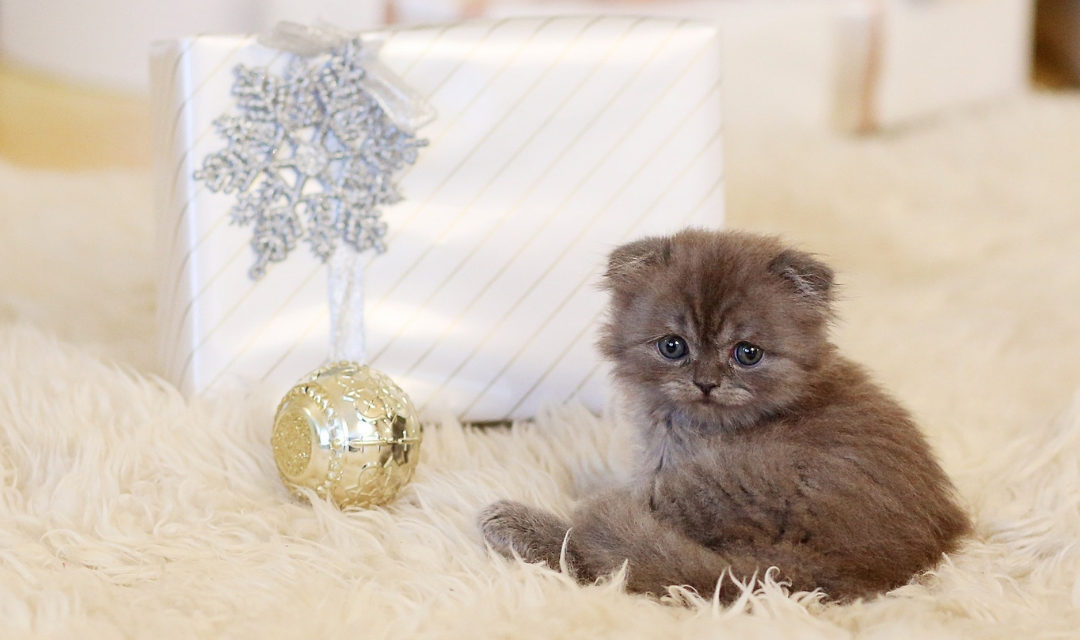 Picture of small kitten in front of Christmas present wrapped in white and ornament