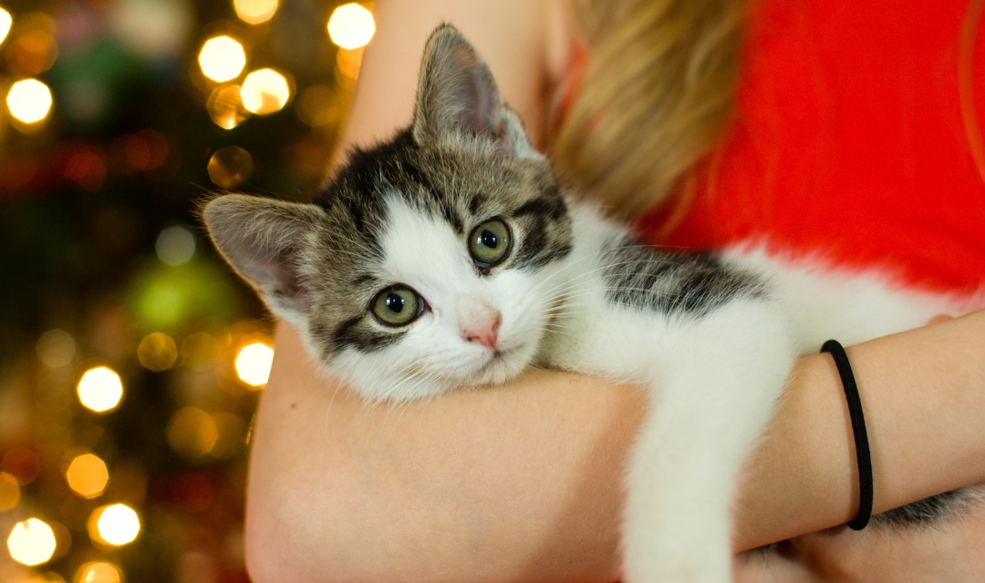 White and Grey cat in woman's arms in front of Christmas Tree
