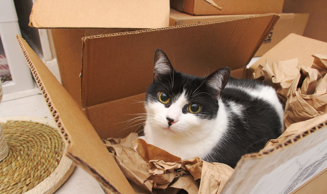 Picture of black and white cat inside of shipping box