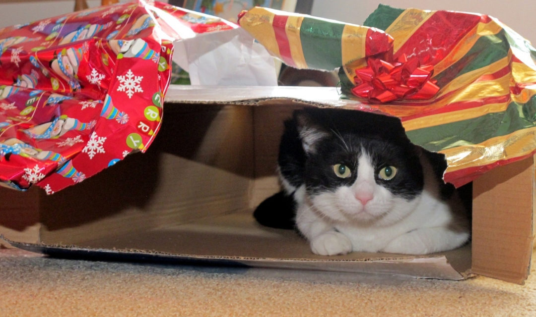 Black and white cat looking at camera from inside opened Christmas present box