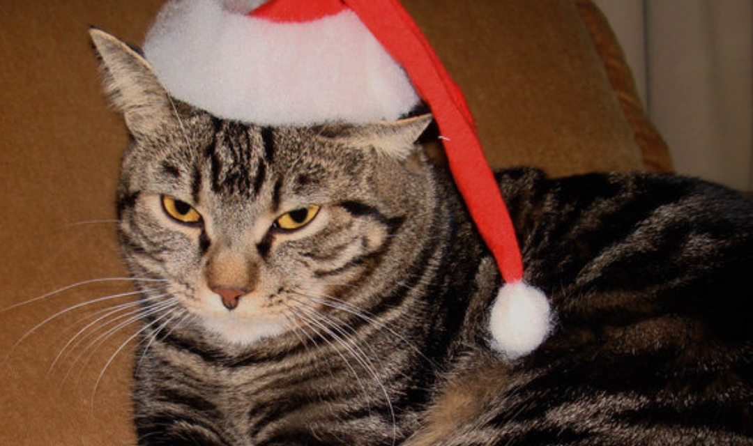 Unhappy cat with Santa hat on its head