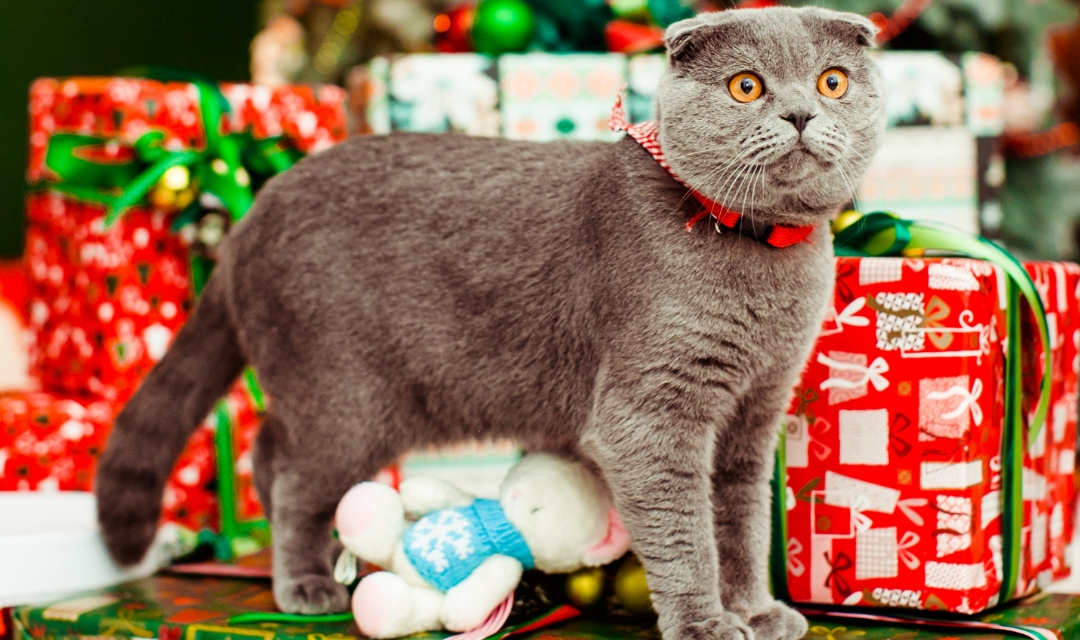 Cat standing on top of Christmas present