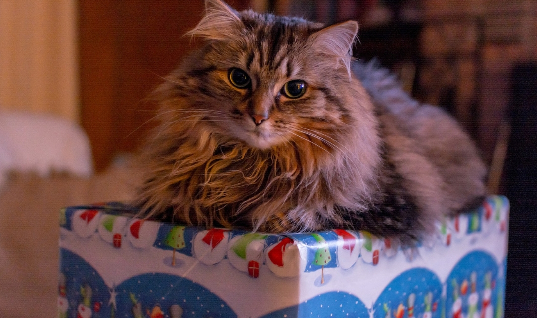 Cat on top of Christmas present