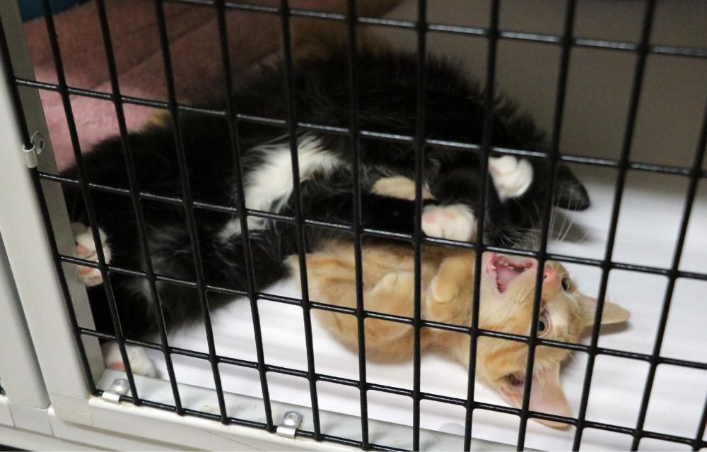 A Black and White Kitten and an Orange Kitten Play Together in a Cage