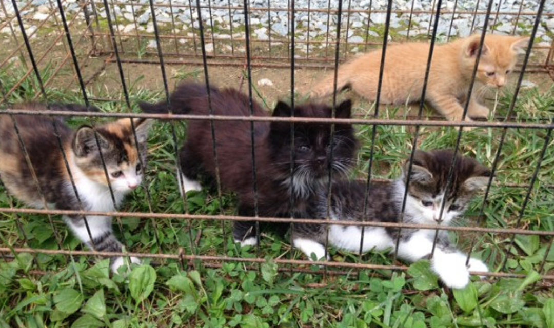 Four kittens - Tofu, Legume, Soy, Quinoa - playing in outdoor cage