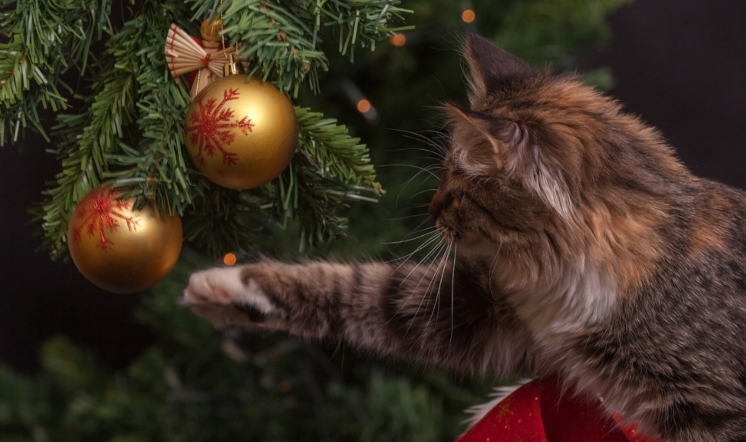 Image of cat batting a Christmas tree ornament