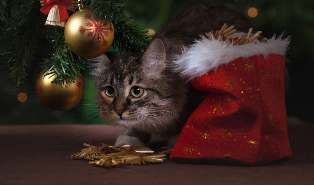 Image of cat peeking out from under a Christmas tree, next to a present