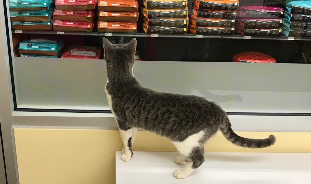 Cat looking through glass door at food in pet store