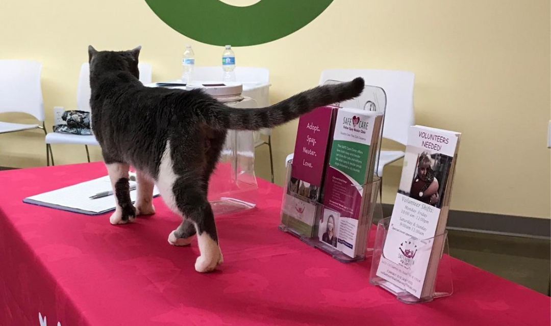 Image of Cat Walking in Front of Brochures on Table at PetPeople