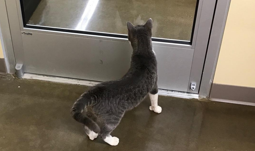 Grey Cat with White Paws Looking Through Glass Window