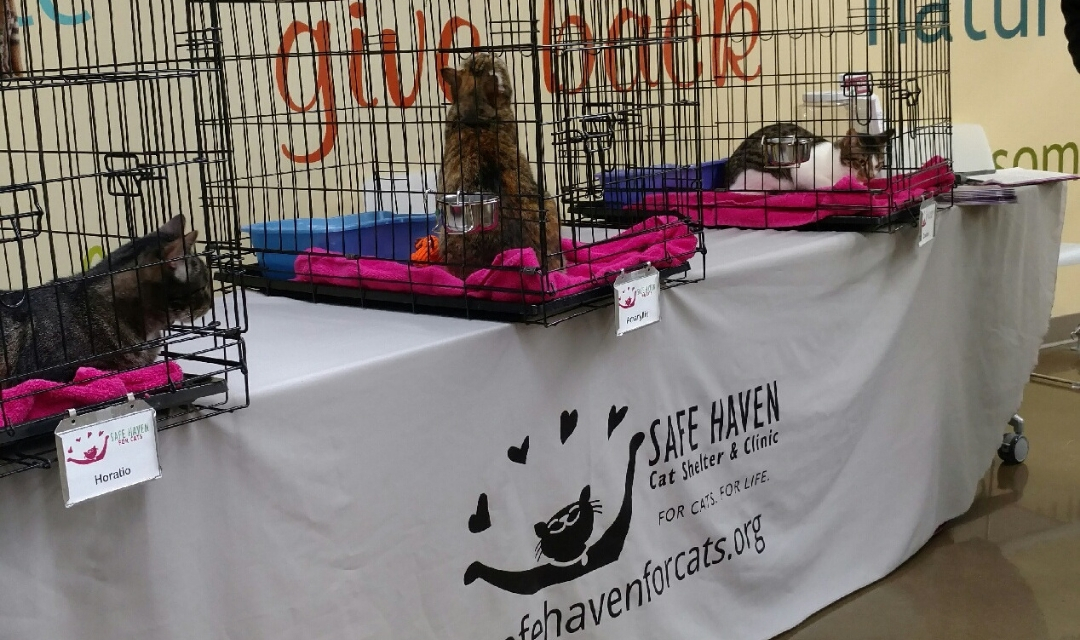 Three Cats in Carriers on Table in PetPeople