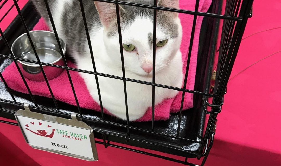 Image of White Cat at PetPeople In Carrier Waiting for Forever Family