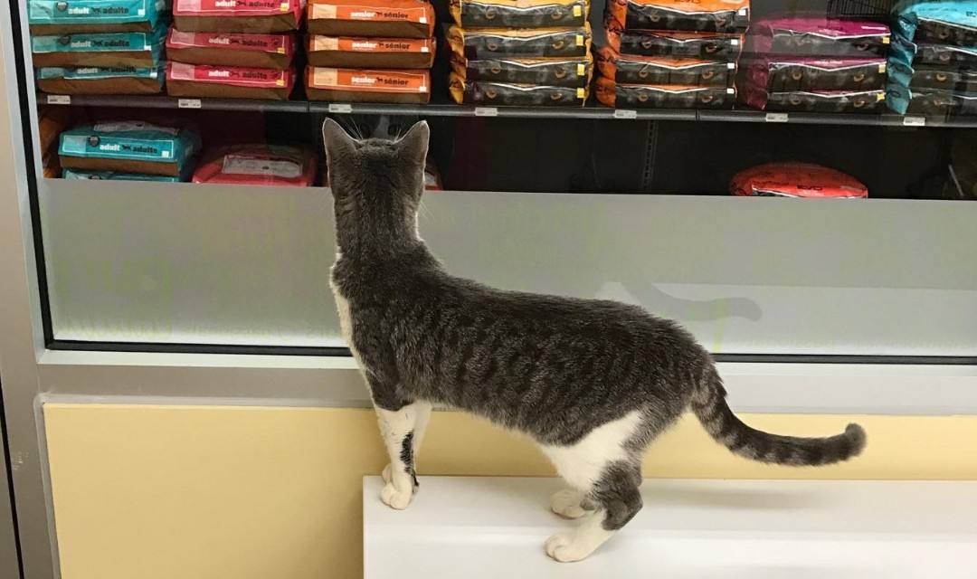 Adoption at PetPeople with Cat looking through glass door at food in pet store