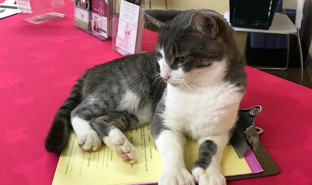 Adoption at PetPeople with Grey and White Cat Curled Up On Clipboard On Table
