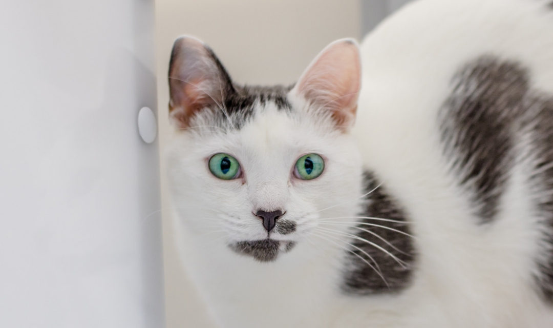 White Cat With Gray Spots, Teal Eyes, Looking at Camera