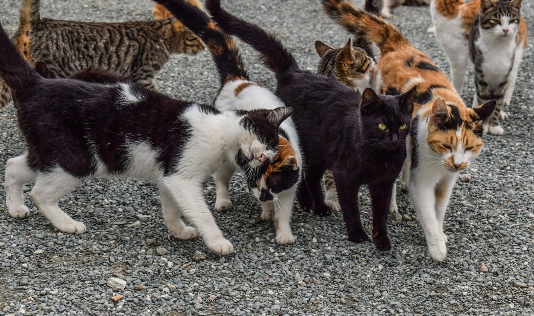 Group of Outdoor Cats Walking on Street