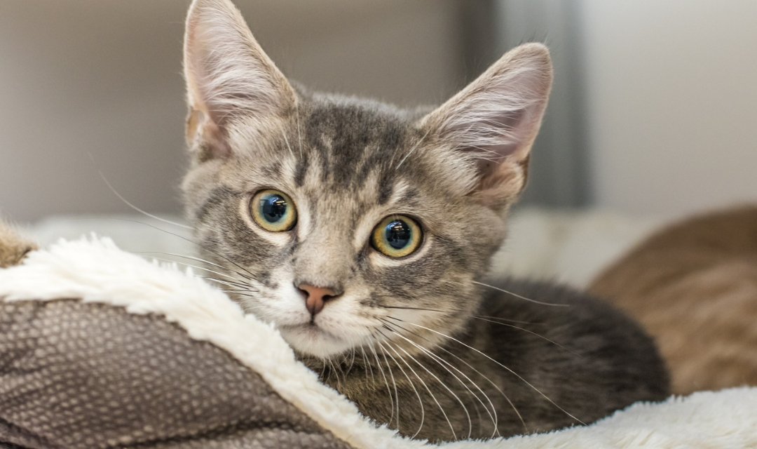 Image of Grey/Tortoiseshell Cat Looking at Camera