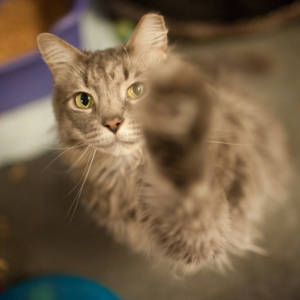 High Five Kitty