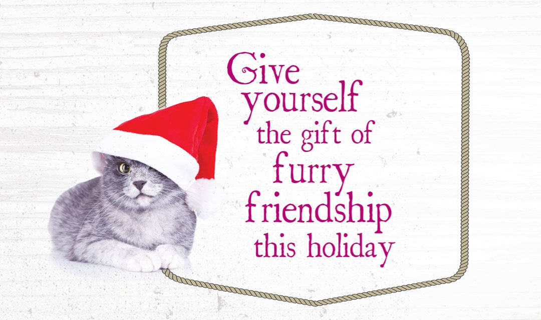 All Our Kitties Want for Christmas Is YOU!