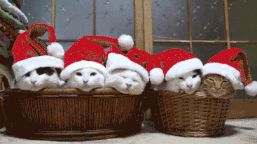 Purr-fect Last Minute Gift Ideas 🎁