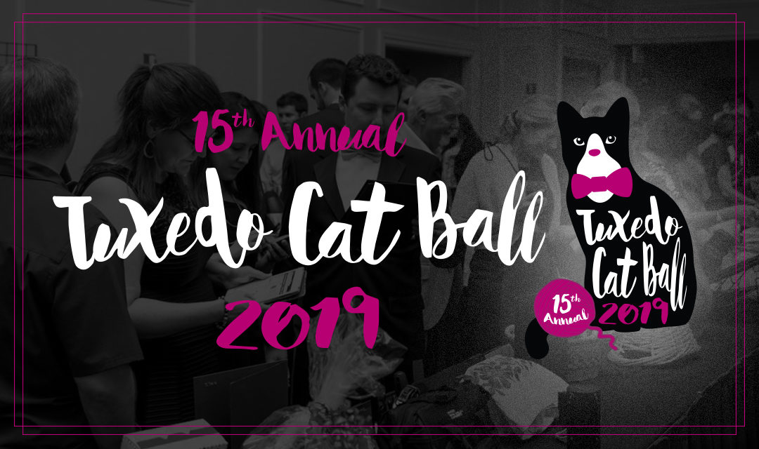 Header with Tuxedo Cat Ball Logo - Tuxedo Cat with Pink Bowtie