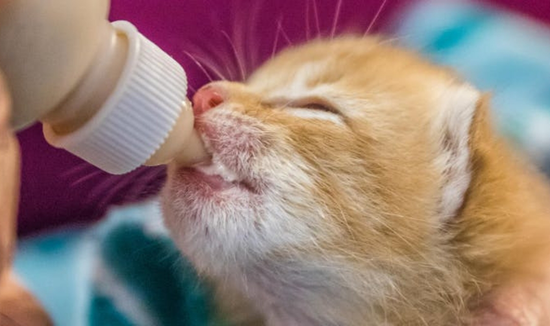 how to bottle feed a newborn kitten