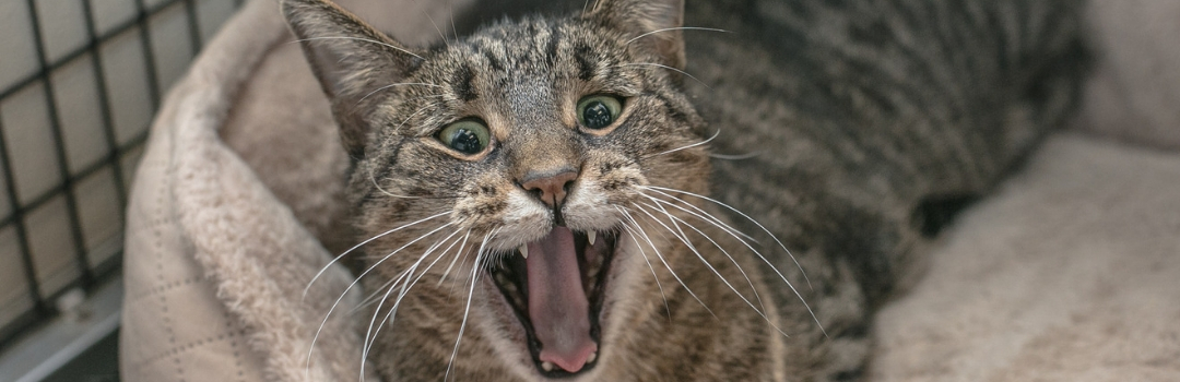 Image of Grey Cat Looking at Camera with Mouth Open