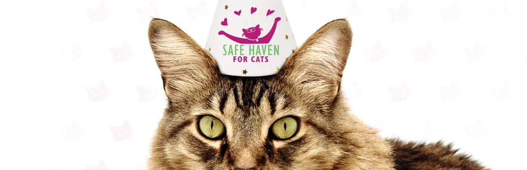 Image of Tabby Cat with Party Hat Featuring the SAFE Haven Logo Looking at Camera