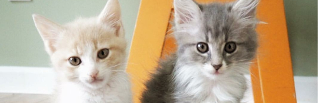 Image of Two Kittens - One Light Ginger and the Other Grey - Looking at Camera in Front of Green Wall