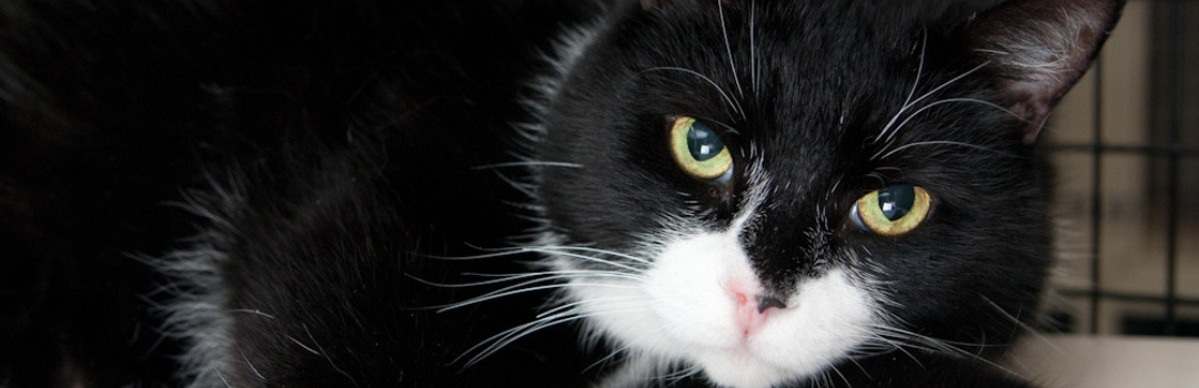Image of Black and White Cat with Yellow Eyes Looking at Camera