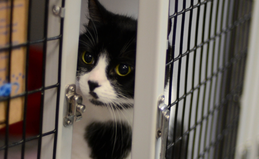 Black and White Cat Peeking Out of Partially Open Door