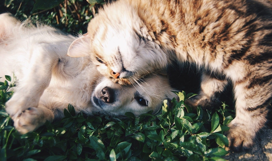 Golden Lab Puppy Laying on Grass while Cat Rubs It's Face Against it Affectionately