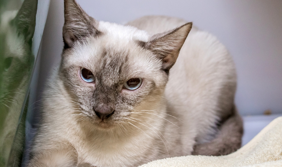 Siamese Cat Looking at the Camera