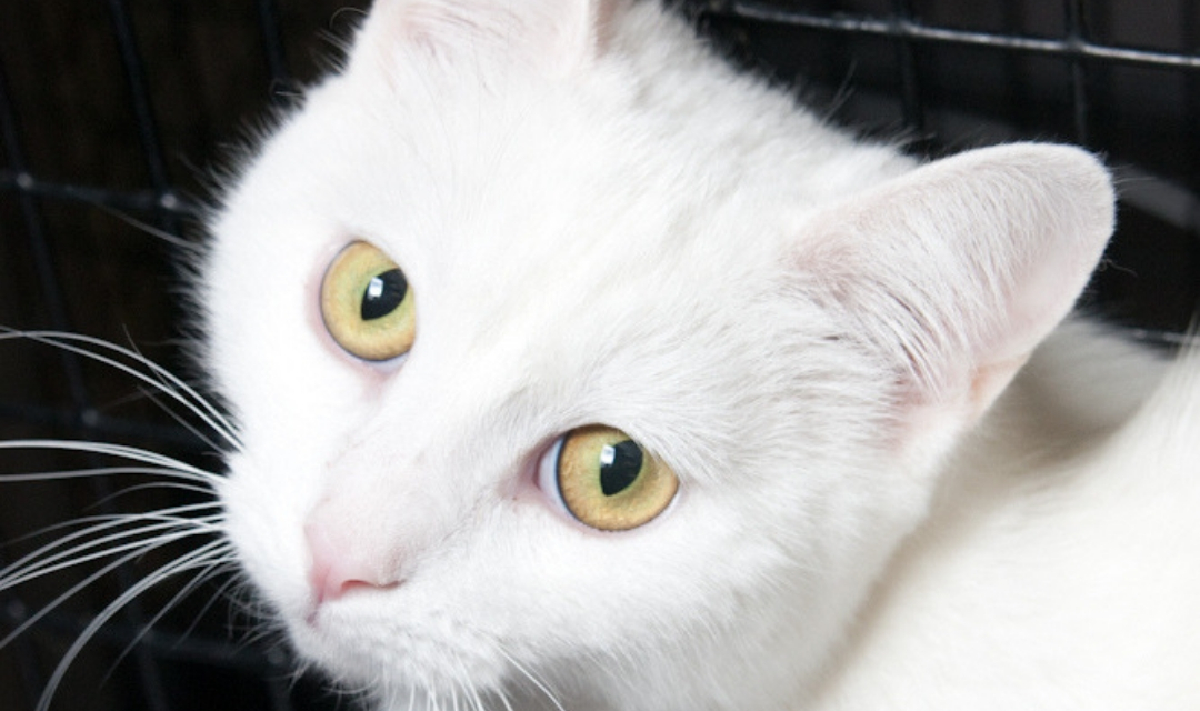 Close Up of White Cat with Yellow Eyes