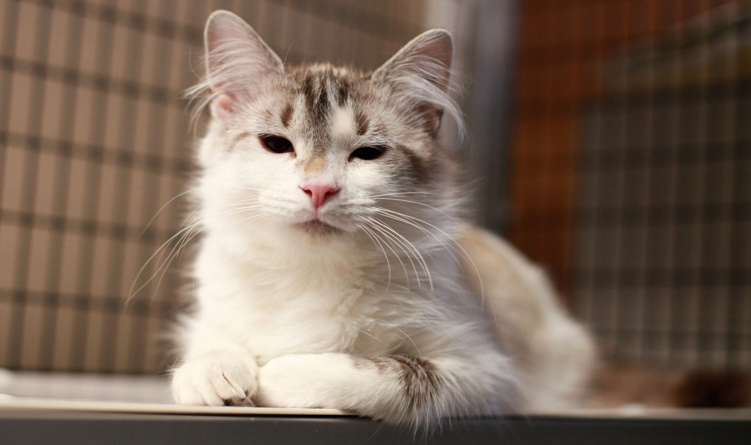 Image of Fluffy White and Brown Kitty Looking at the Camera