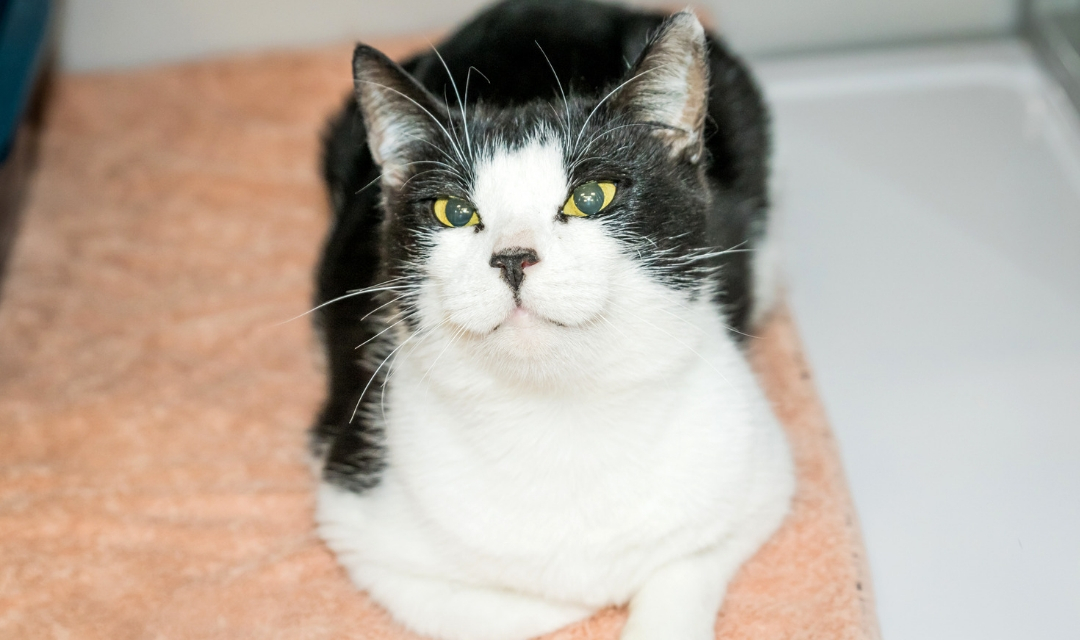 Image of White and Grey Cat with Yellow Eyes