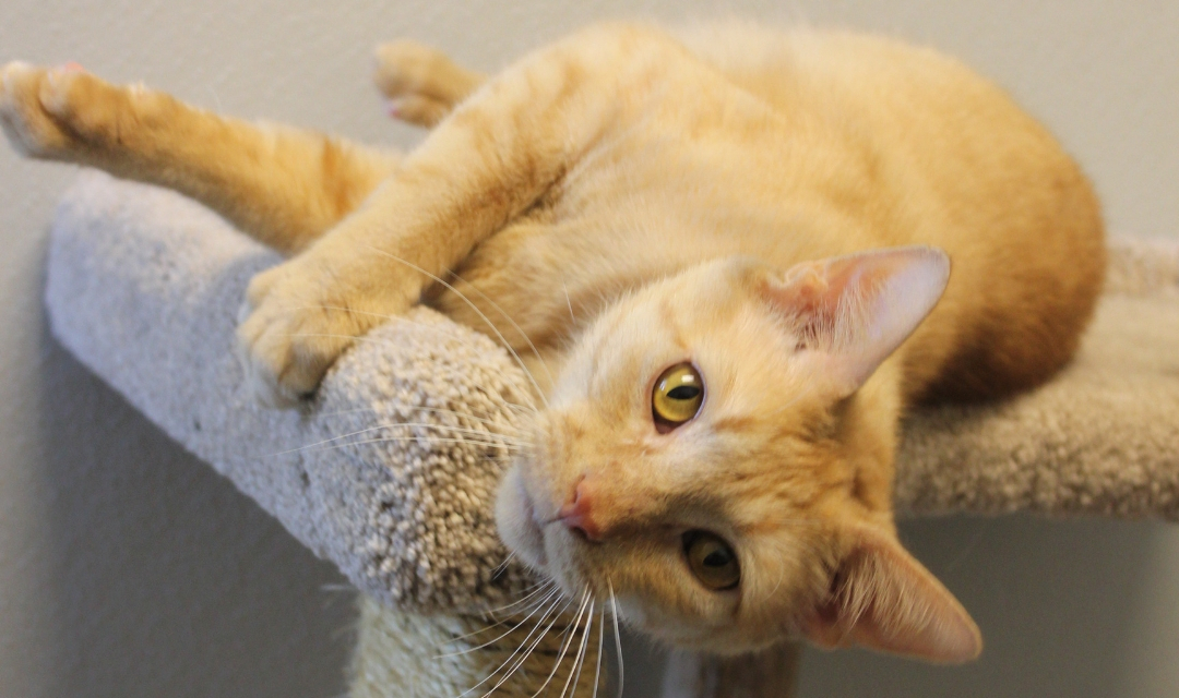 A Ginger Cat Lounging on a Cat Tree