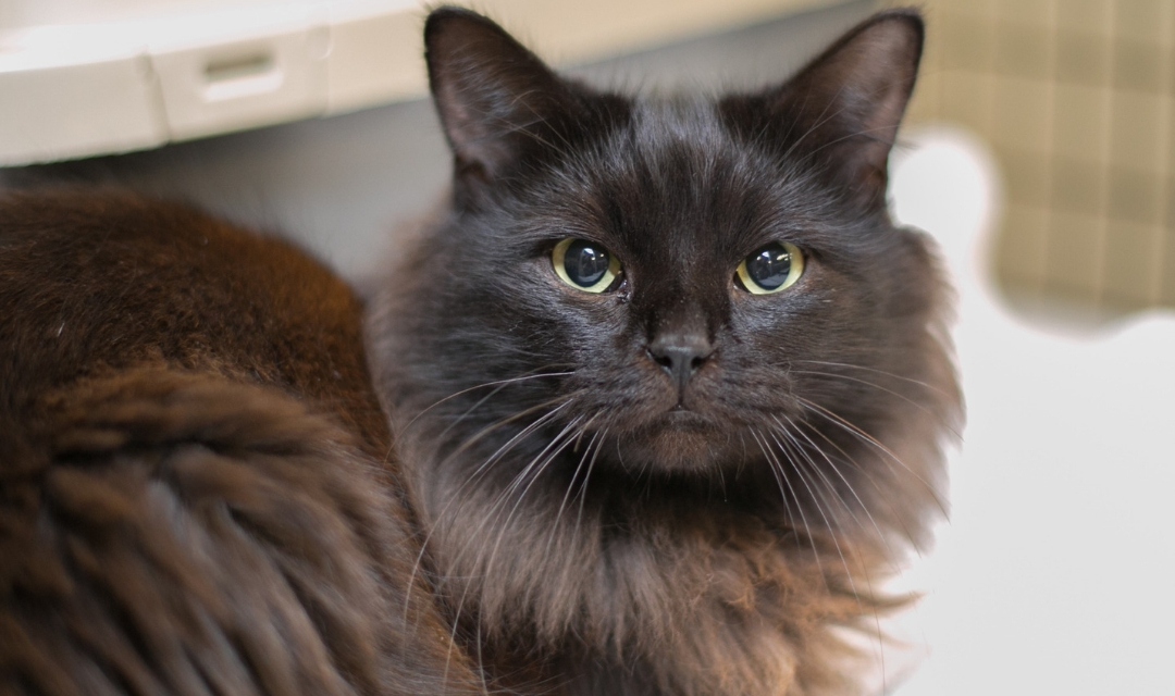 Brown Cat with Yellow Eyes