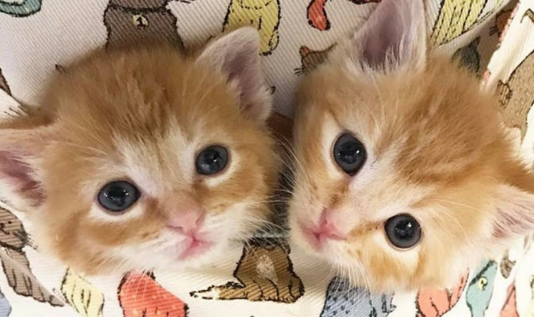 Two Infant Ginger Kittens Looking Up at Camera