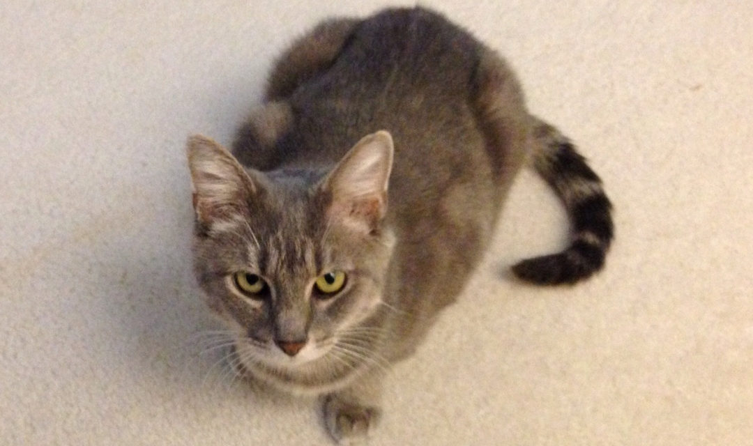 Image of Tabby Cat - Rose - Crouched on Cream Carpet