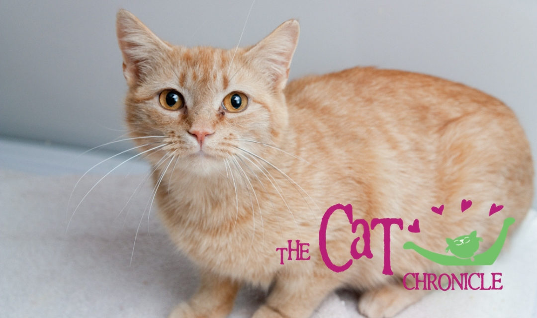 Image of Ginger Cat Crouched In Front of Grey Wall with Cat Chronicles Logo