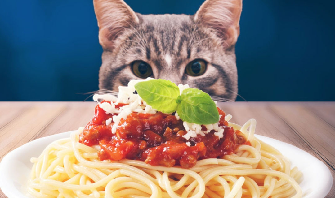 Cat Staring at a Plate of Spaghetti