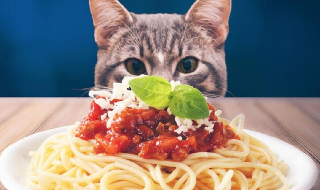 Image of Grey Cat Staring at Plate of Spaghetti