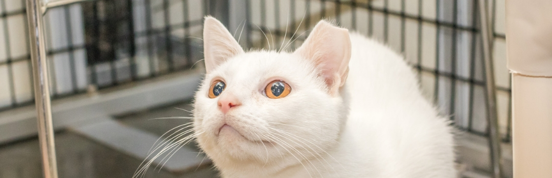 White Cat with Tipped Ear