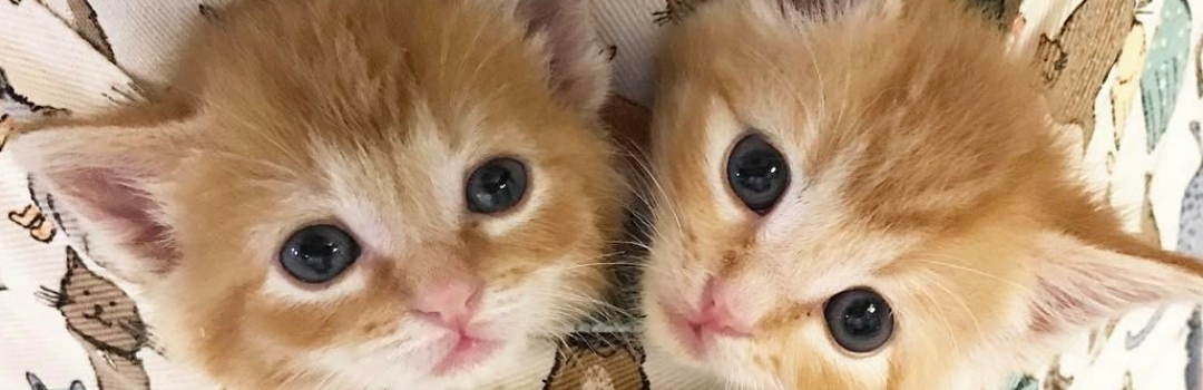 Two Orange Kittens in a Pouch