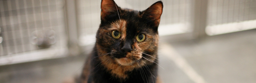 Cat with Brown and Orange Fur