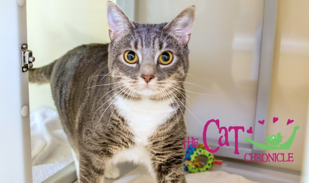 The Cat Chronicle – February 2019